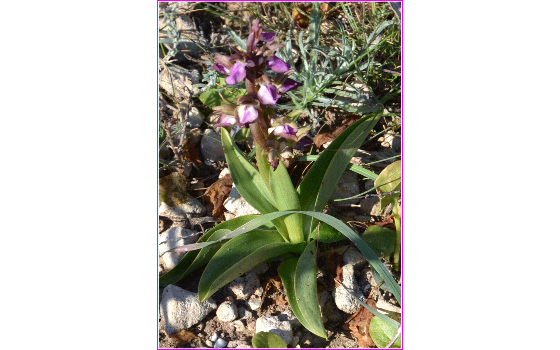 Orquídea Orchis Collina de cerca