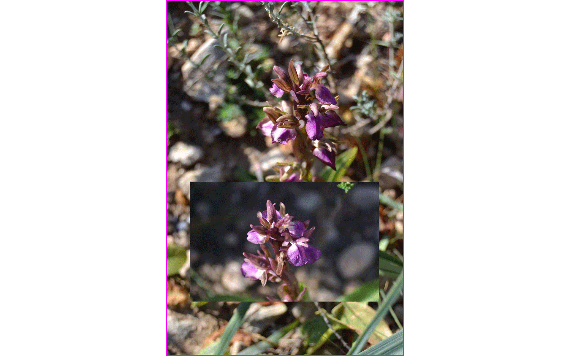 Orquídea Orchis Collina de cerca